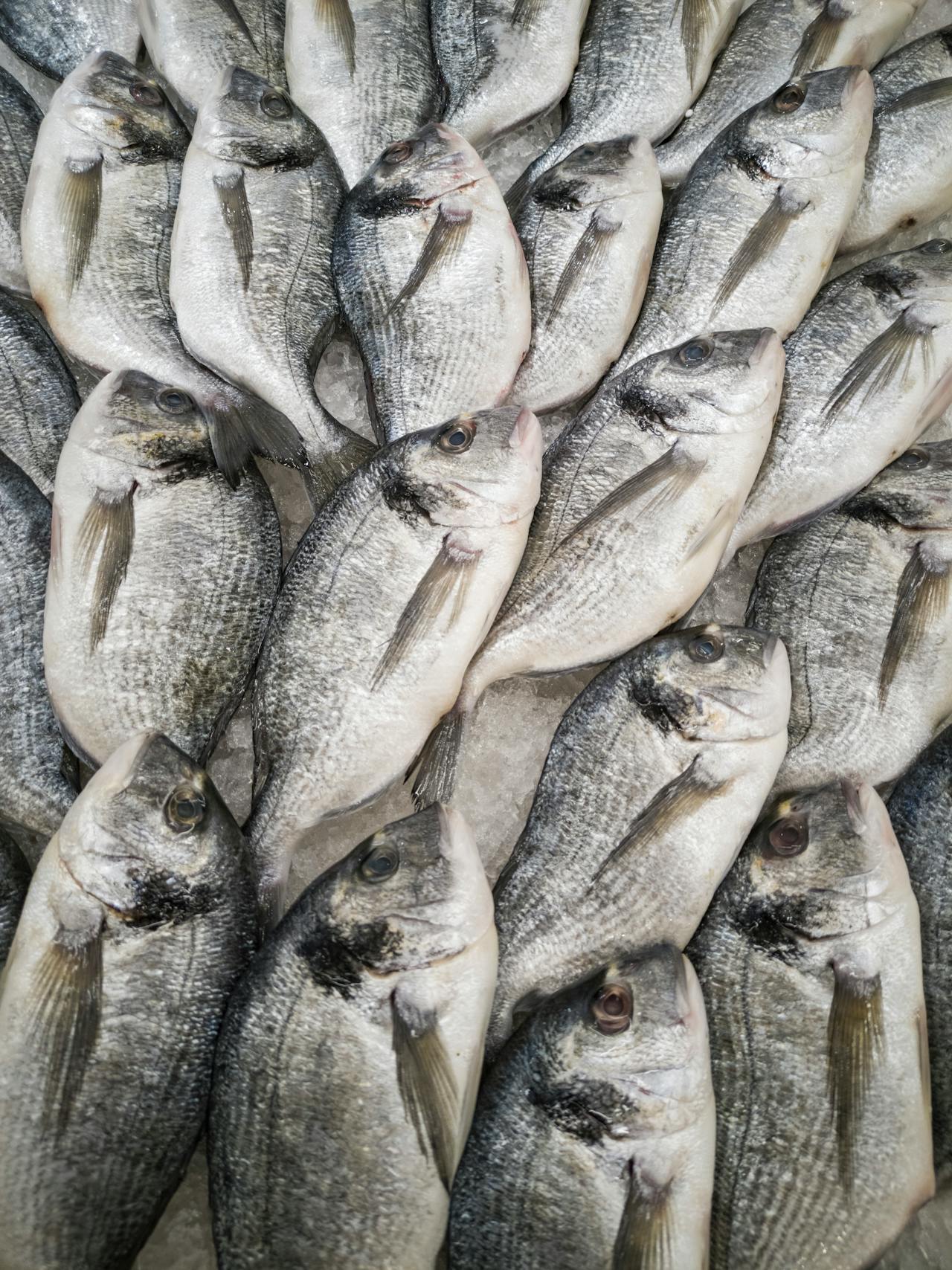 Buy Fish Online